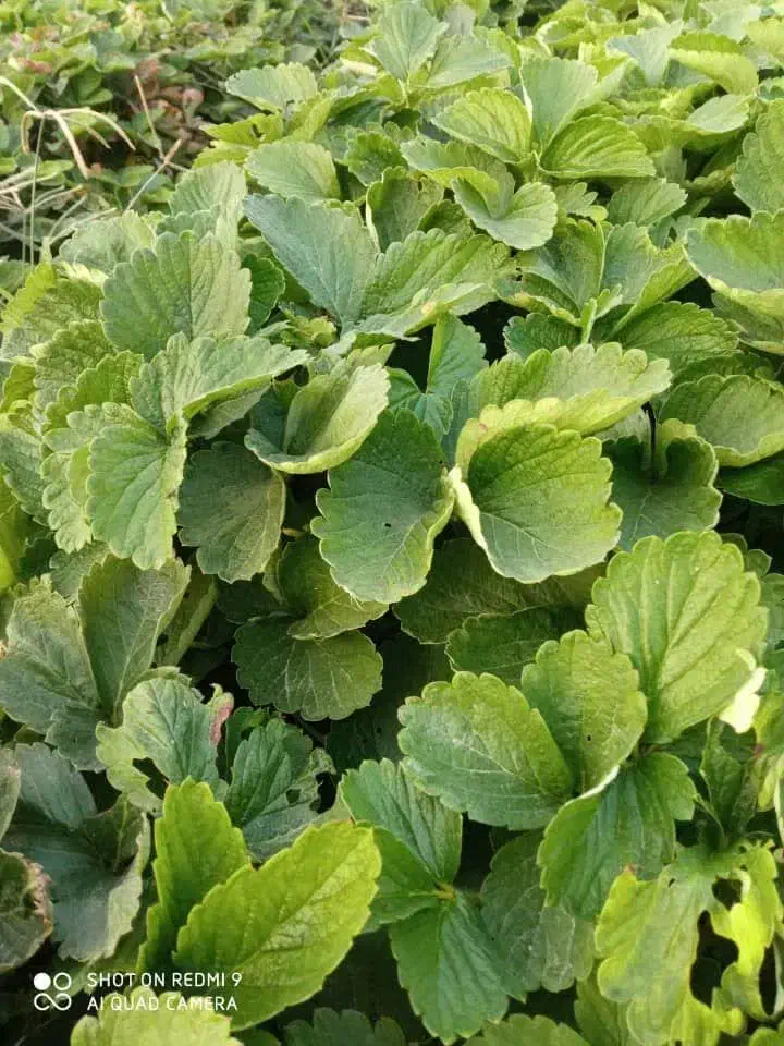 فروش بوته توت فرنگی کاماروسا وسابرینا|خدمات باغبانی و درختکاری|ماکلوان, |دیوار