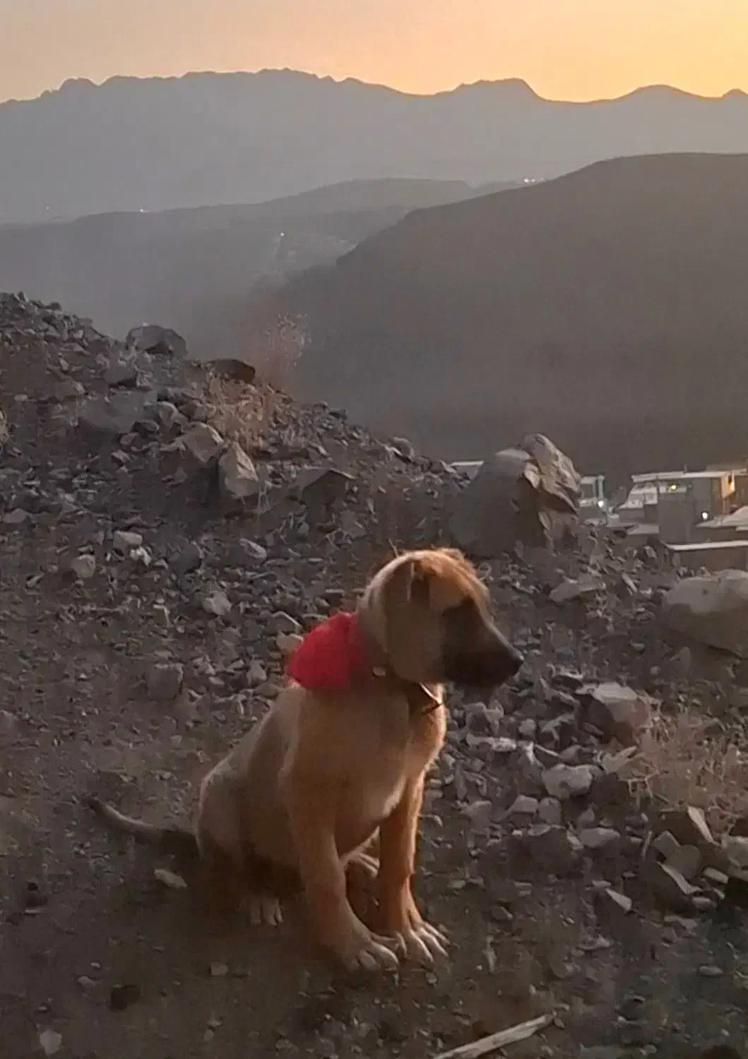 توله سگ|سگ|سامان, |دیوار