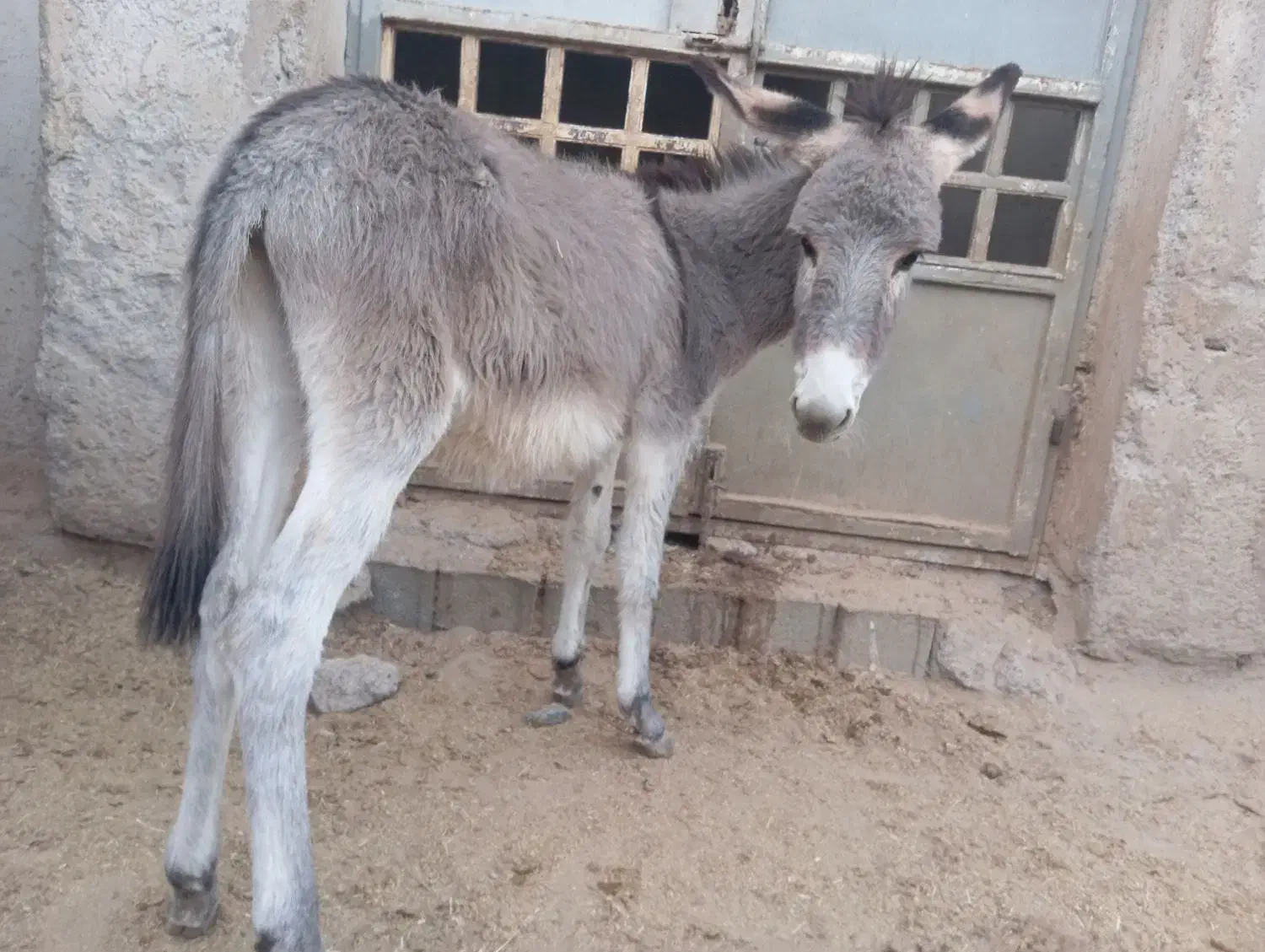 فروش کره خر( الاغ )|حیوانات مزرعه|زید آباد, |دیوار