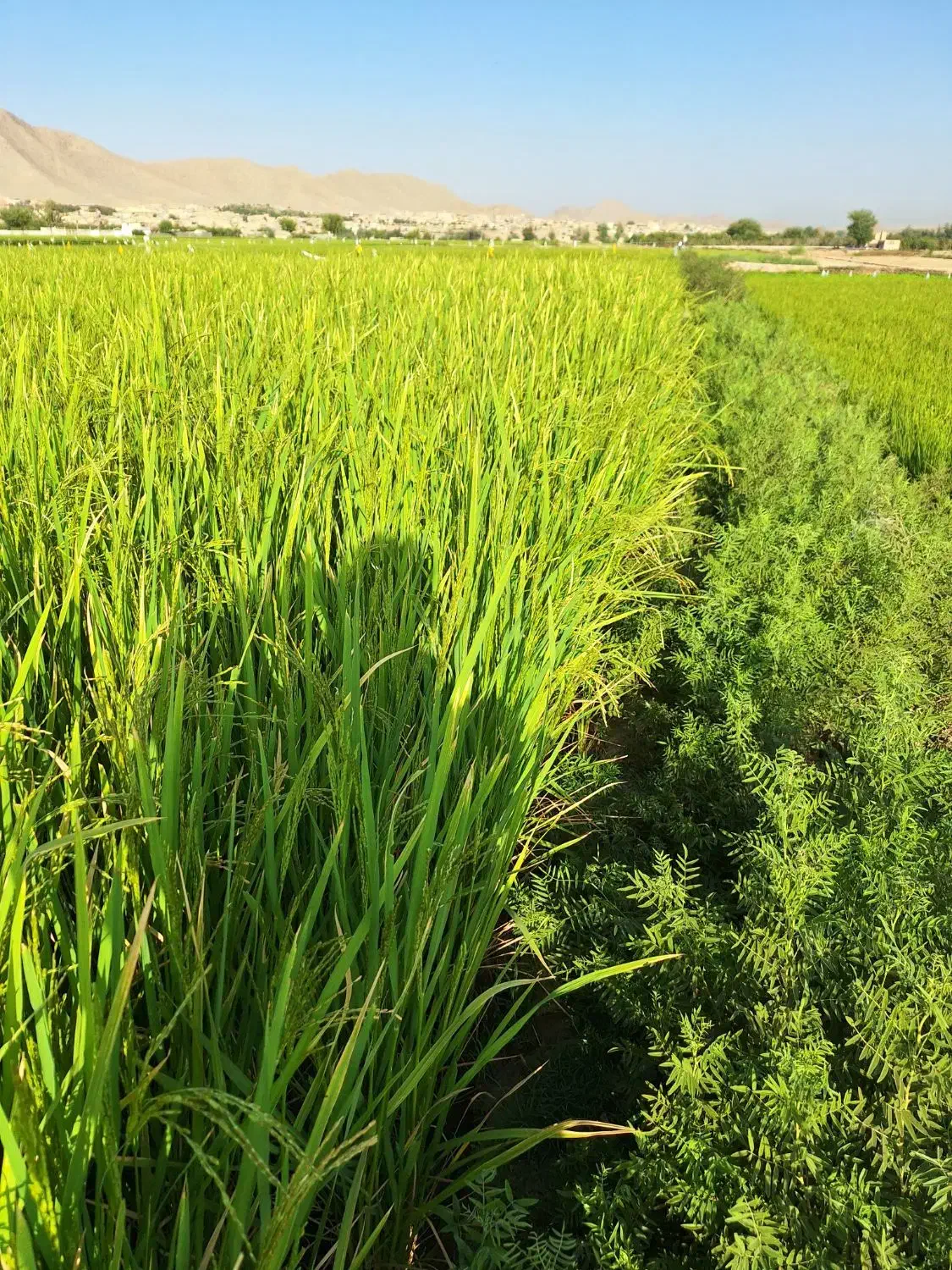 چلتوک لنجانی|خوردنی و آشامیدنی|مبارکه, |دیوار