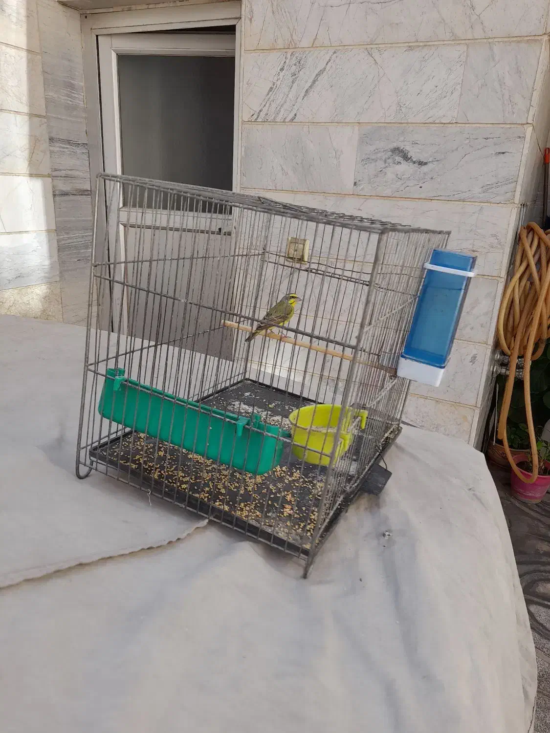 یاسمین|پرنده|تهران, کوثر|دیوار