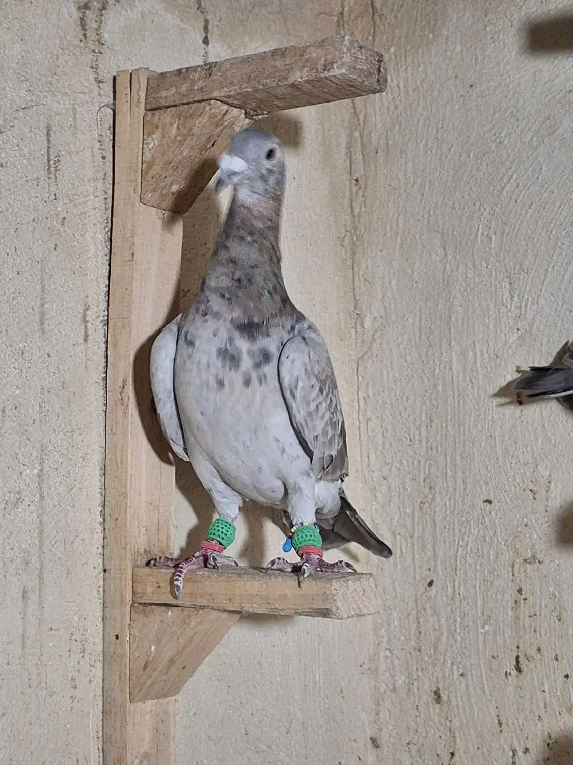 هفرنگ خطی|پرنده|محمدیه-قزوین, |دیوار