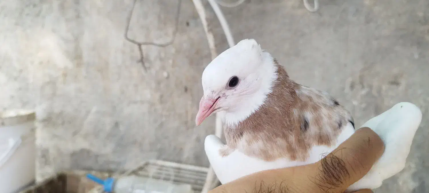 طوقی|پرنده|لامرد, |دیوار