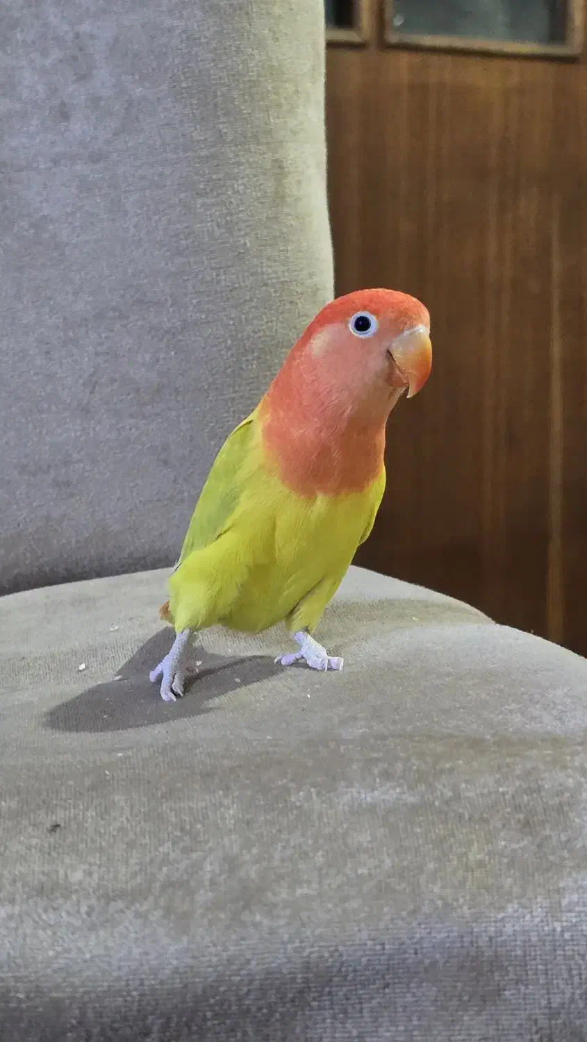 طوطی برزیلی|پرنده|اردبیل, |دیوار