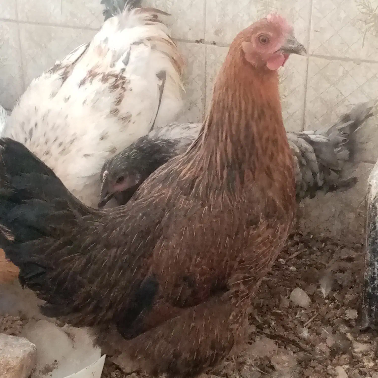 مرغ جوان|حیوانات مزرعه|مرودشت, تخت جمشید|دیوار