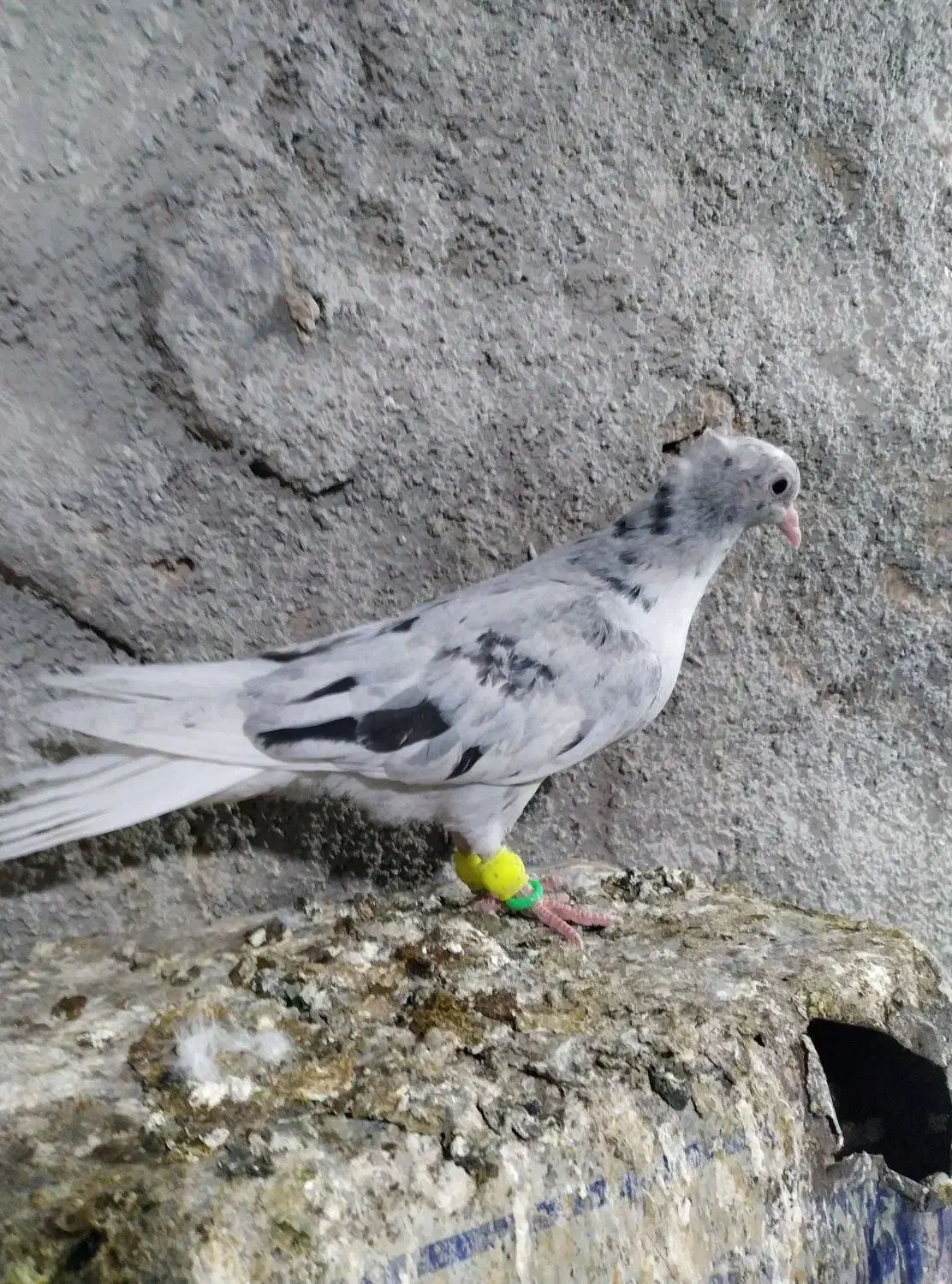 کبوتر|پرنده|نیشابور, فضل|دیوار