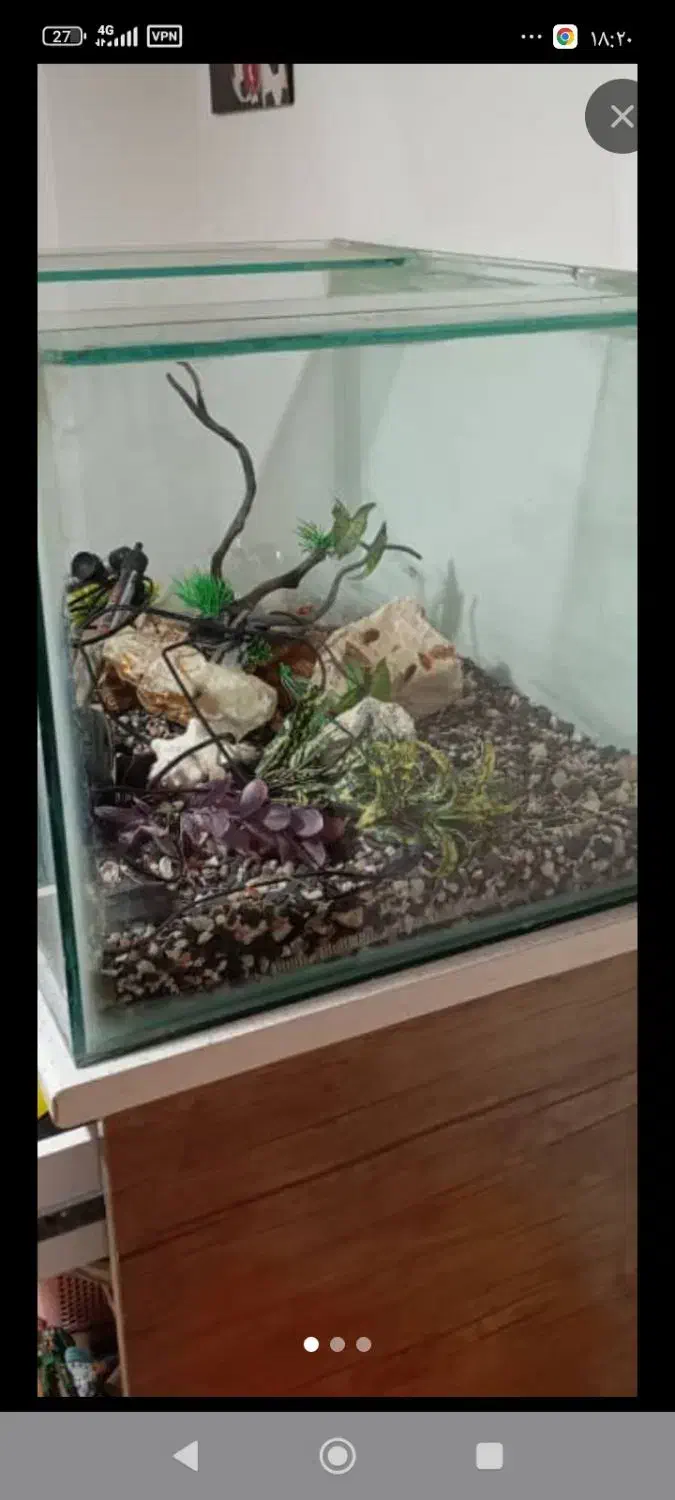 اکواریوم10میل|ماهی|رشت, دباغیان|دیوار