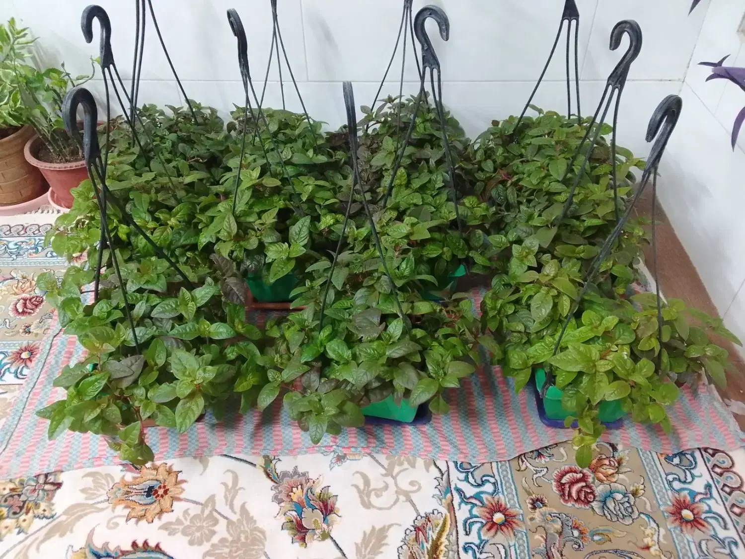 گل مروارید بسیار زیبا،جز گلهای آپارتمانی میباشد|گل و گیاه طبیعی|مبارکه, |دیوار