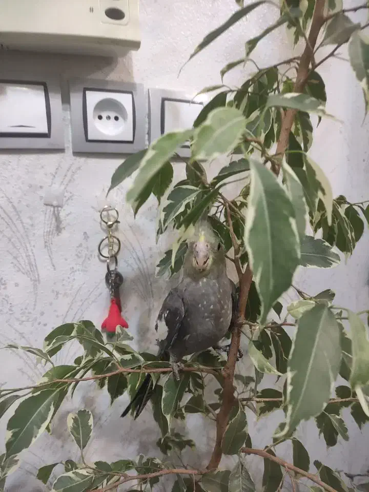 جوجه عروس|پرنده|نجف‌آباد, هفده شهریور|دیوار