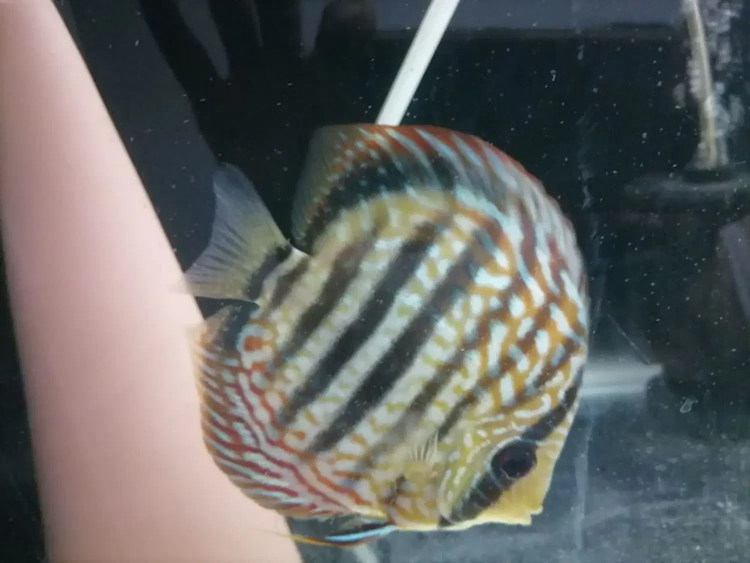 ماهی دیسکس|ماهی|تهران, اقدسیه|دیوار