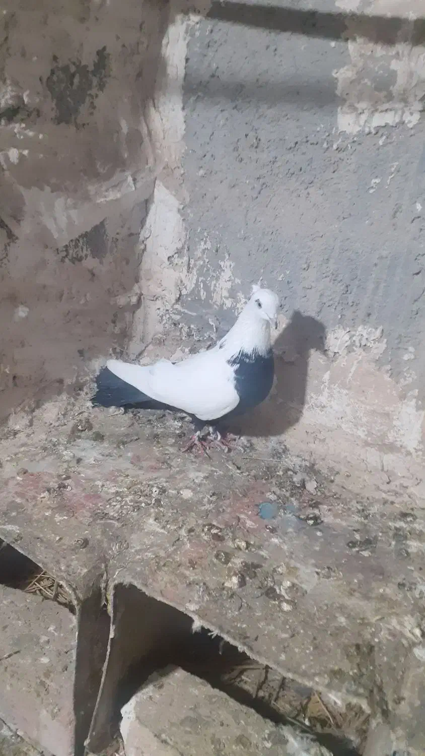 کبوتر|پرنده|قروه, |دیوار