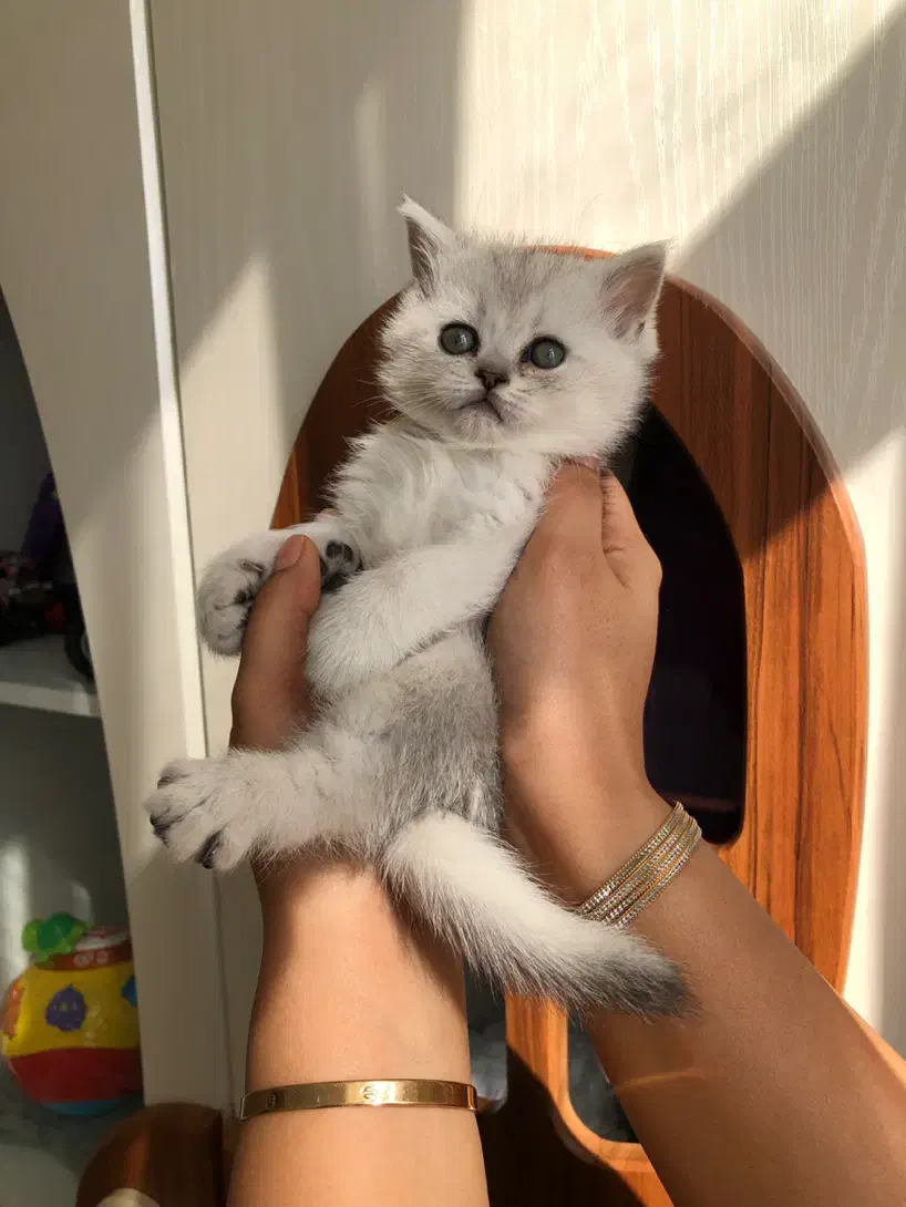 گربه بریتیش سیلور اصیل|گربه|تهران, شهرک غرب|دیوار