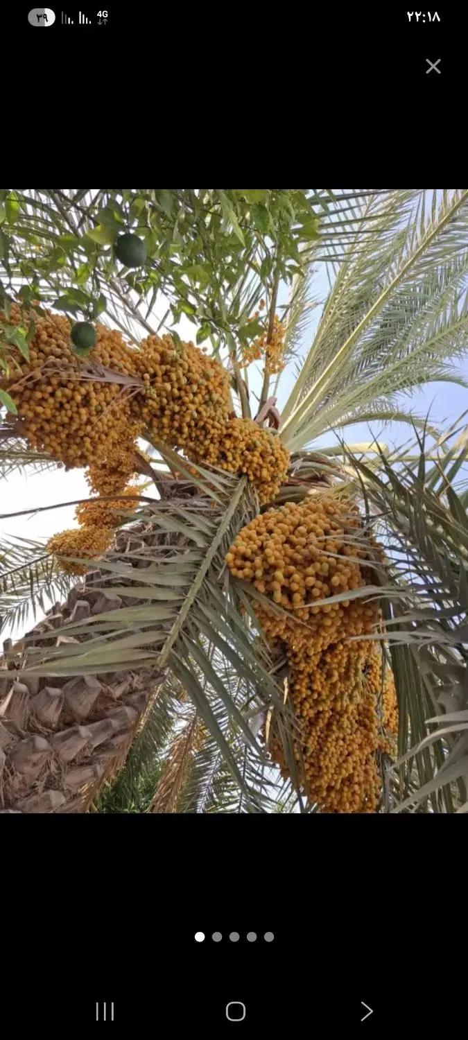 برهی|خوردنی و آشامیدنی|ریگ, |دیوار
