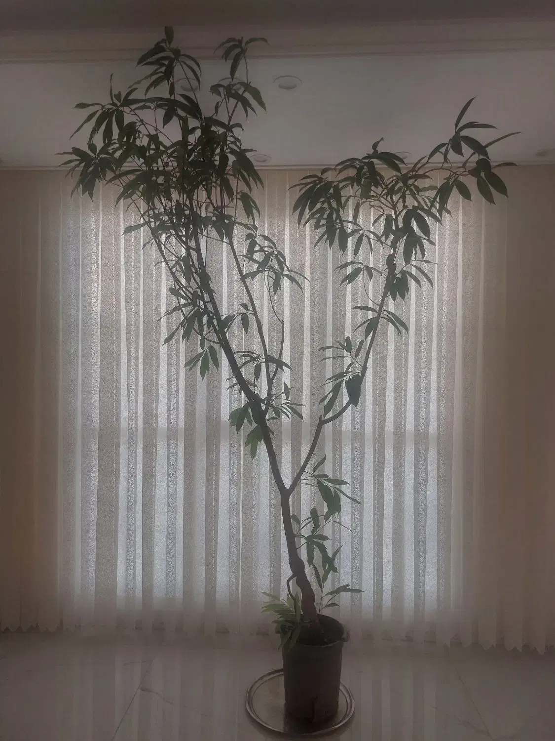 درختچه آمستل|گل و گیاه طبیعی|قم, انسجام|دیوار