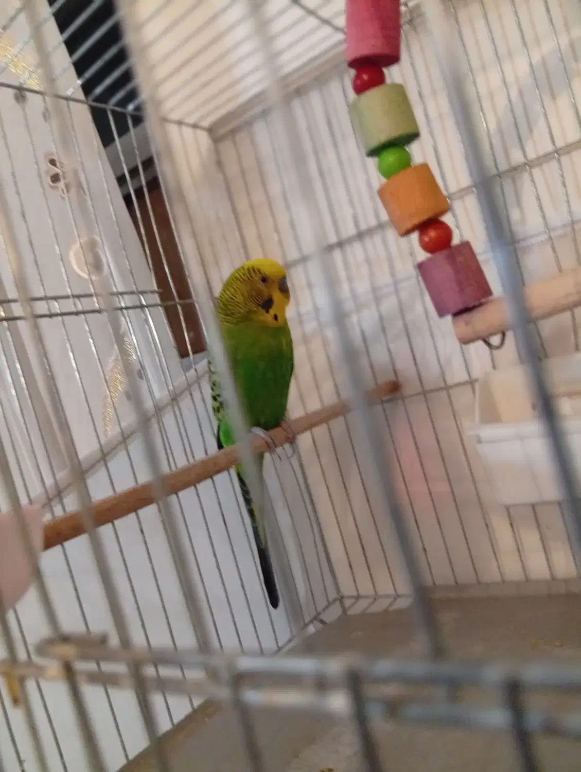 یک جفت مرغ عشق|پرنده|اهر, |دیوار