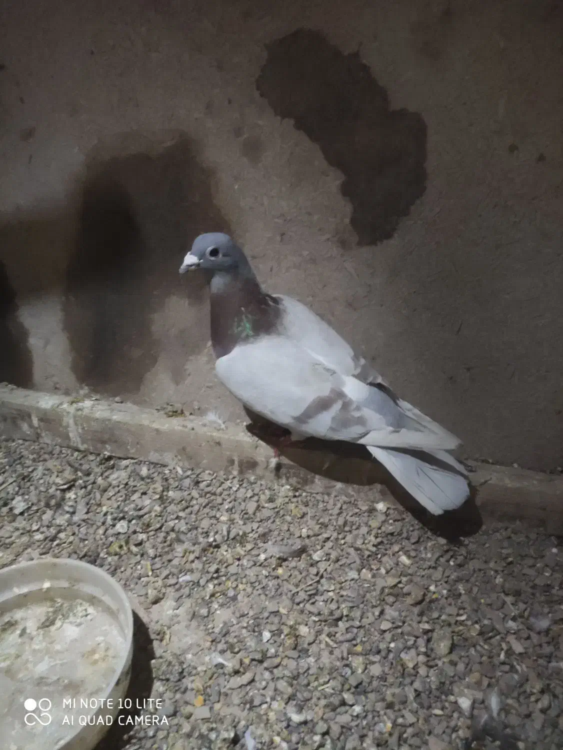 ۷ عدد کفتر|پرنده|قائن, |دیوار