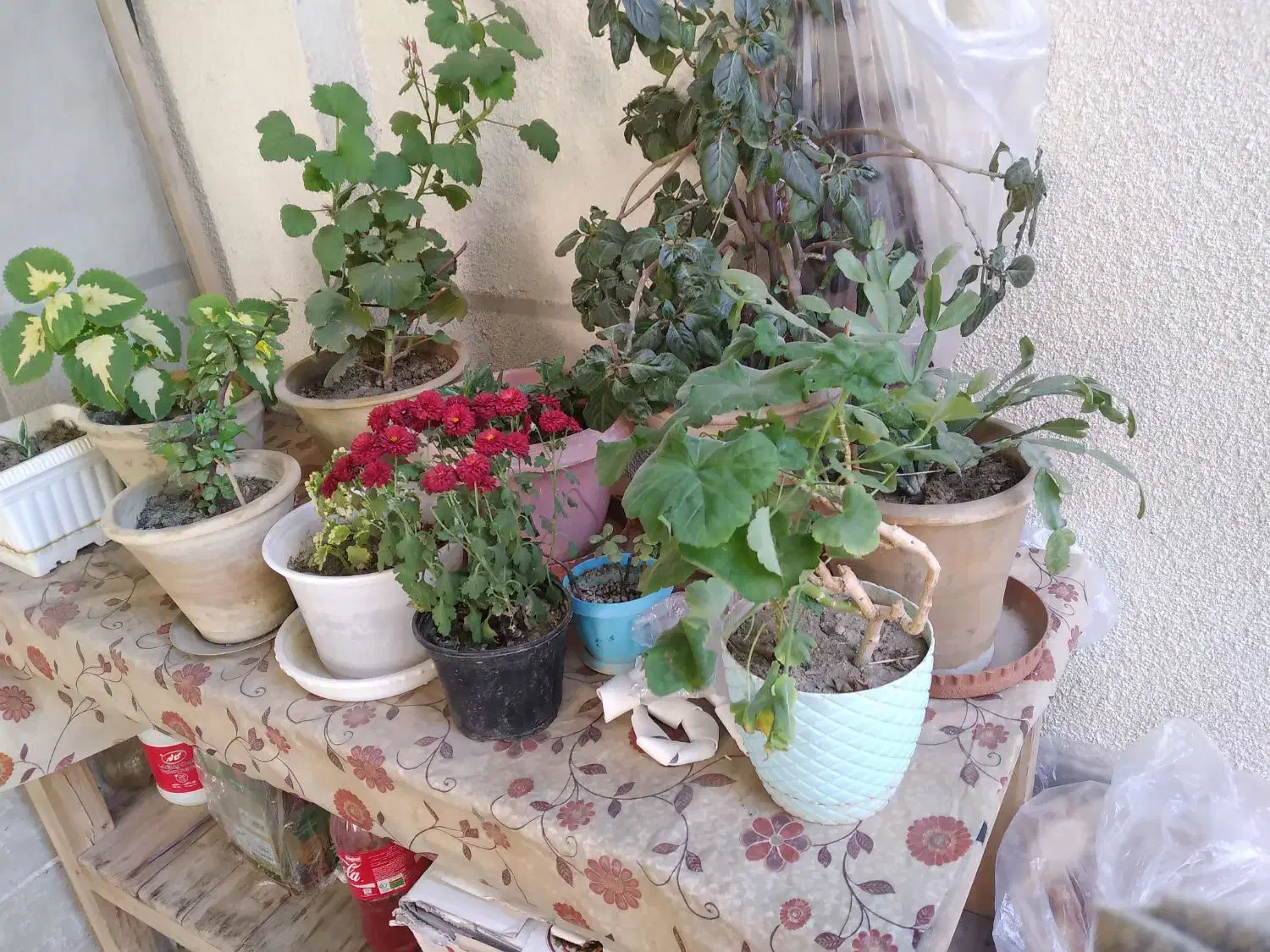 فر ش گل های متنوع|گل و گیاه طبیعی|سلماس, |دیوار