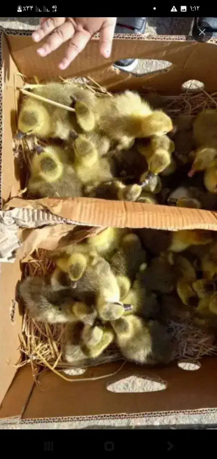 غاز دو روزه در چمران قیمت ۱۳۰۰۰۰۰ مقطوع|حیوانات مزرعه|چمران, |دیوار