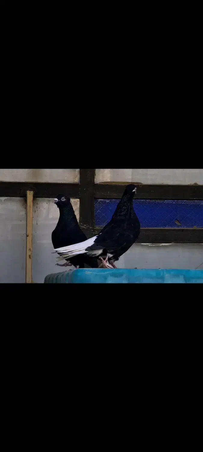 زاغ دم سفید|پرنده|بردسکن, |دیوار