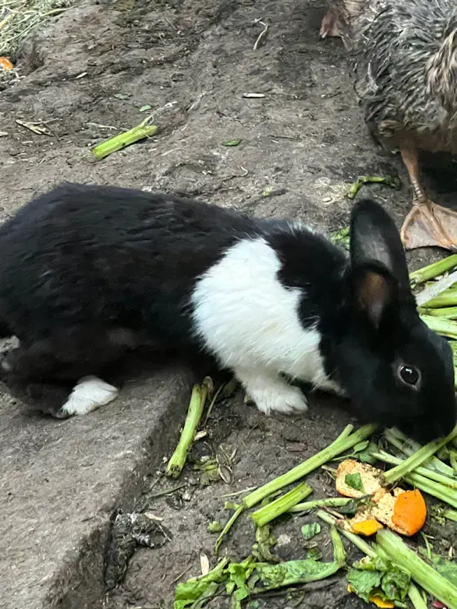 خرگوش|موش و خرگوش|خرمشهر, |دیوار