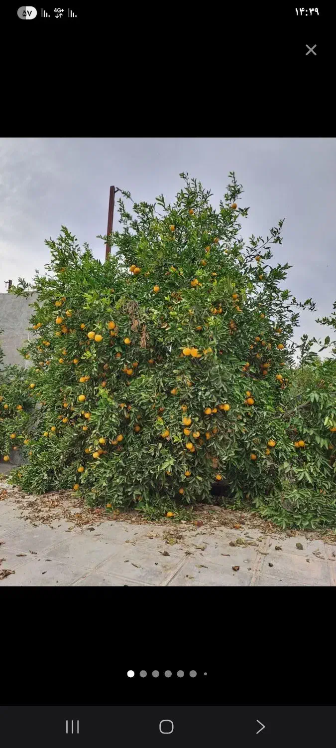 باغچه ۱۰۰۰متری با اب تسویه و برق|فروش زمین و ملک کلنگی|دزفول, |دیوار