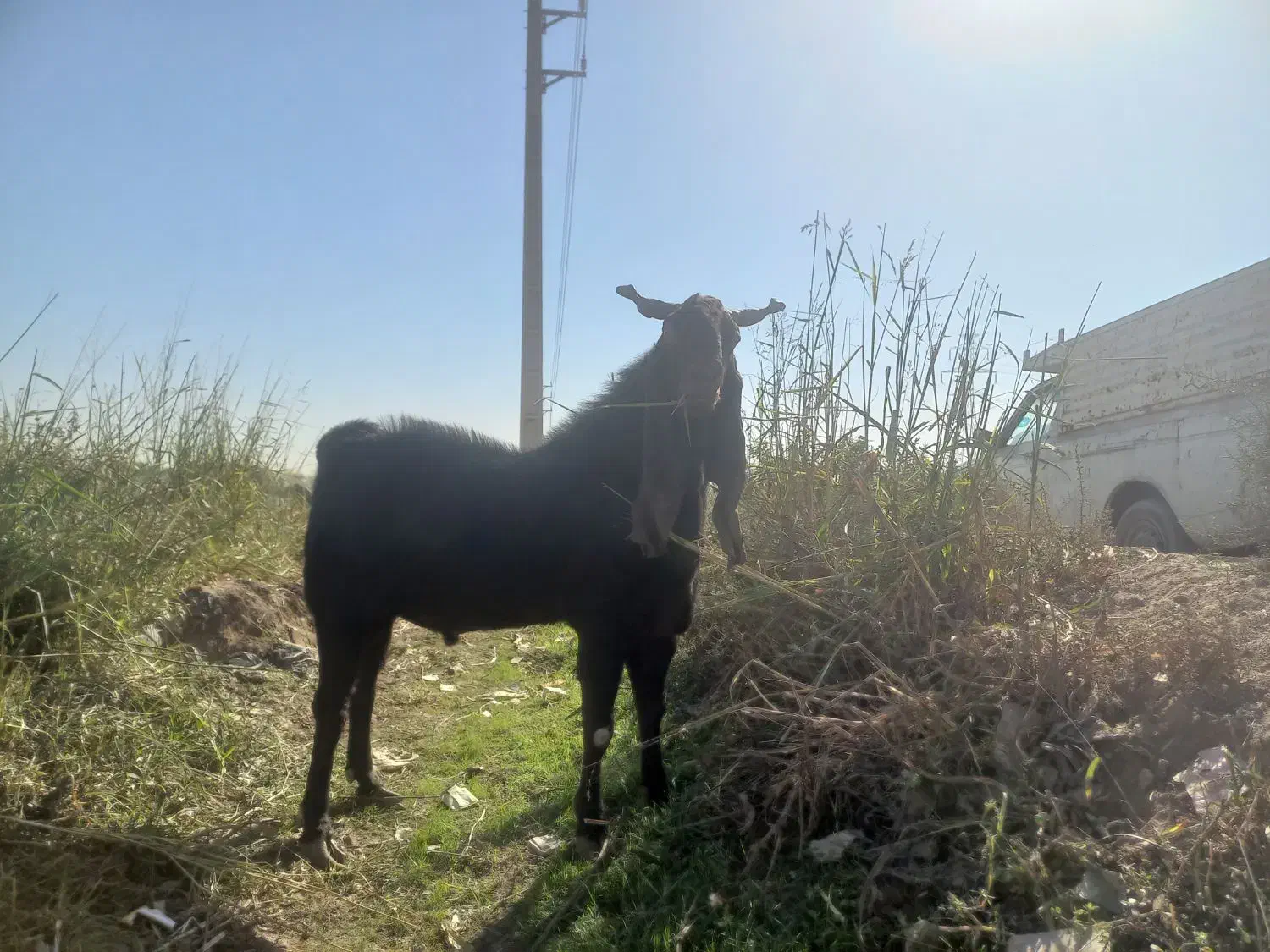 یک راس نربز پاکستانی|حیوانات مزرعه|خاوران, |دیوار