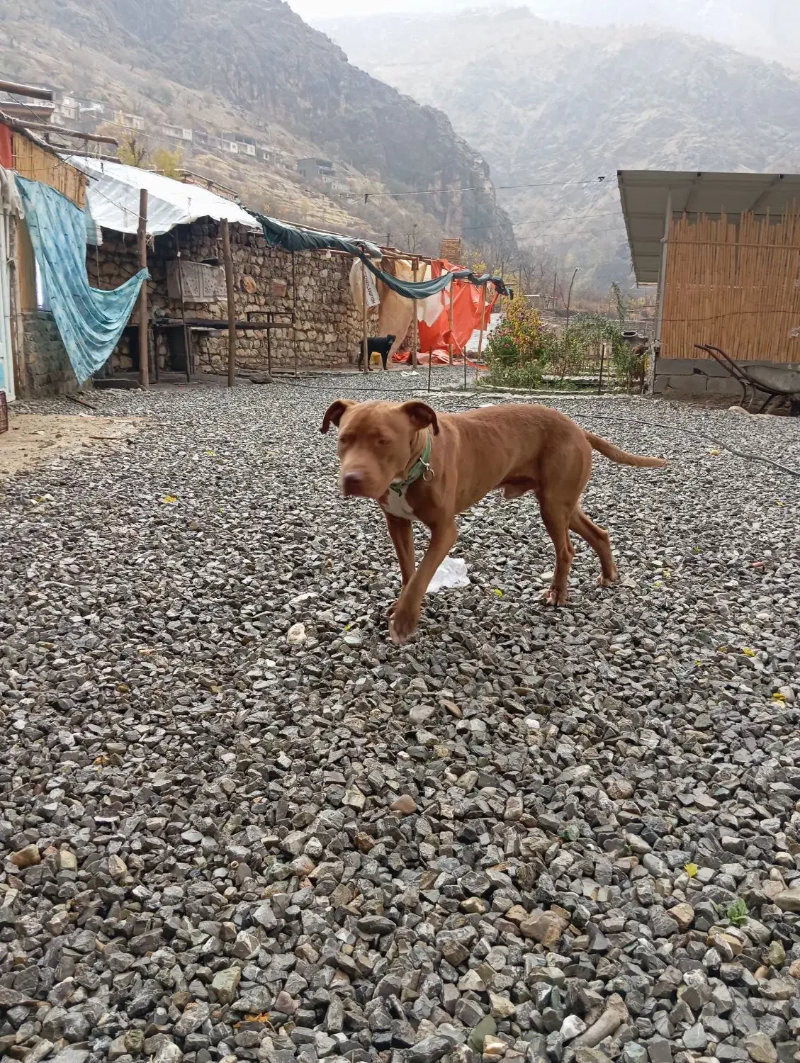 واگذاری سگ پیتبول دوبرمن|سگ|اورامان, |دیوار