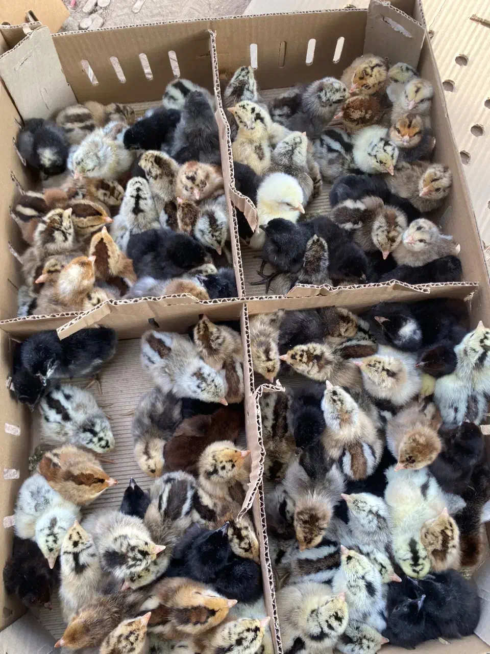 جوجه جهادی محلی لوهمن خالدار|حیوانات مزرعه|بیرجند, |دیوار