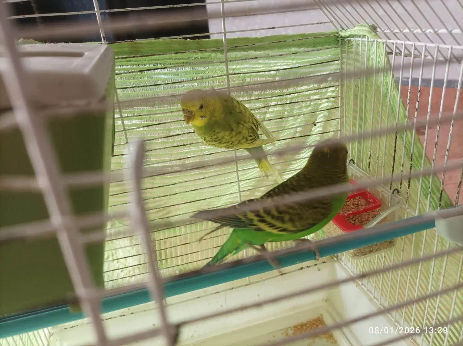 مرغ عشق مولد|پرنده|مشگین شهر, |دیوار