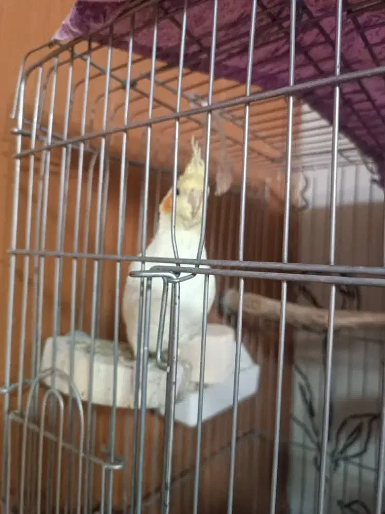 عروس هلندی بالغ و جوجه|پرنده|شیراز, آبیاری|دیوار