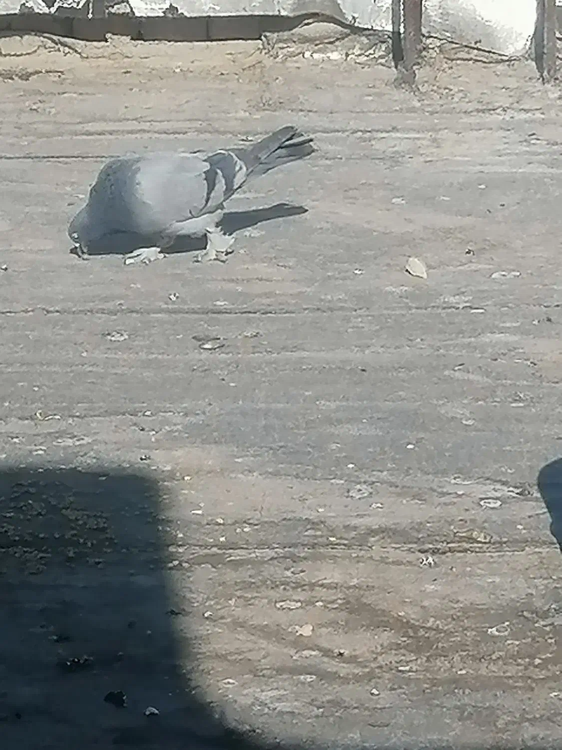 کبوتر معاوضه|پرنده|فارسان, |دیوار