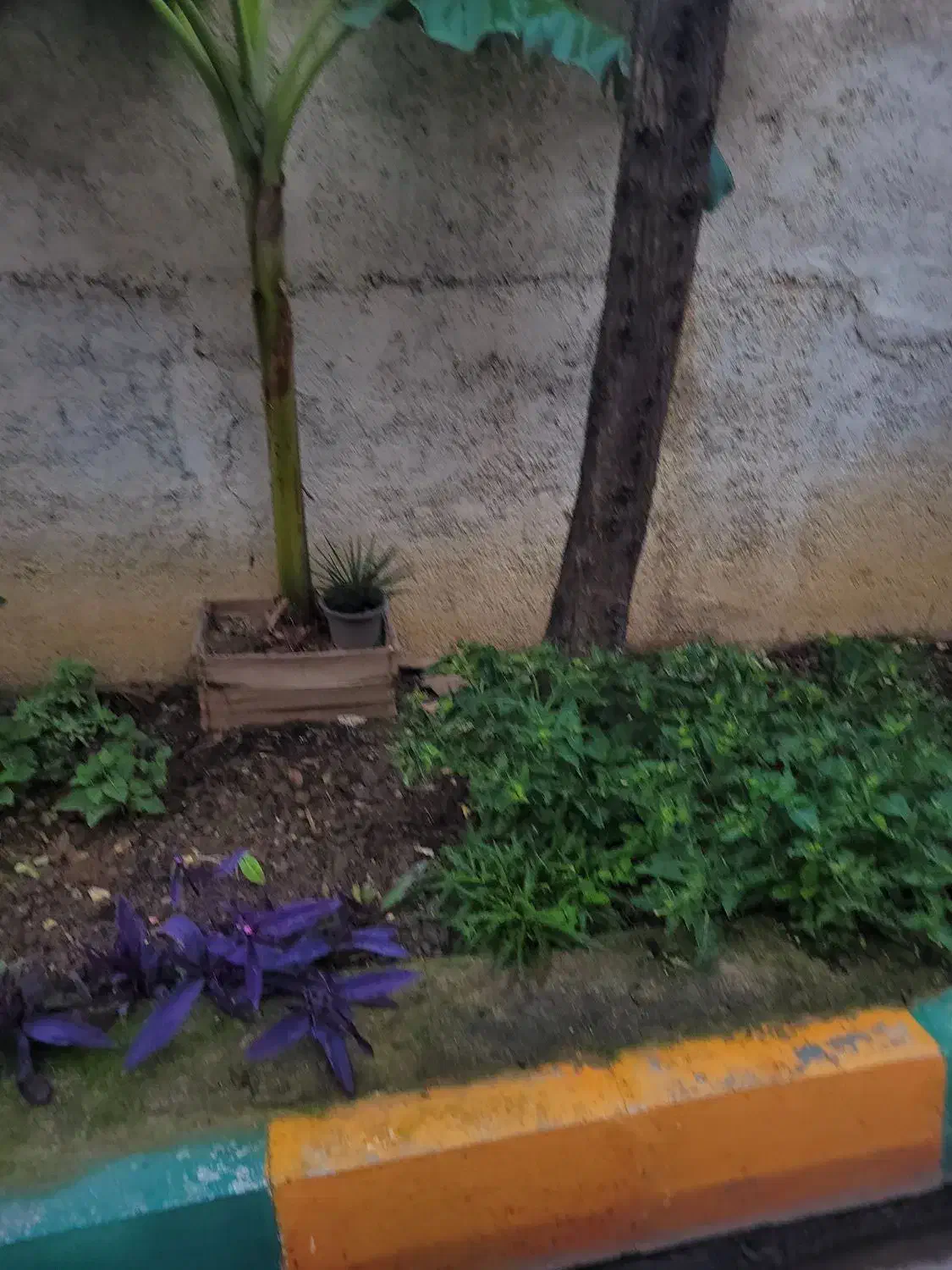 نهال موز درشت|گل و گیاه طبیعی|قائم‌شهر, |دیوار