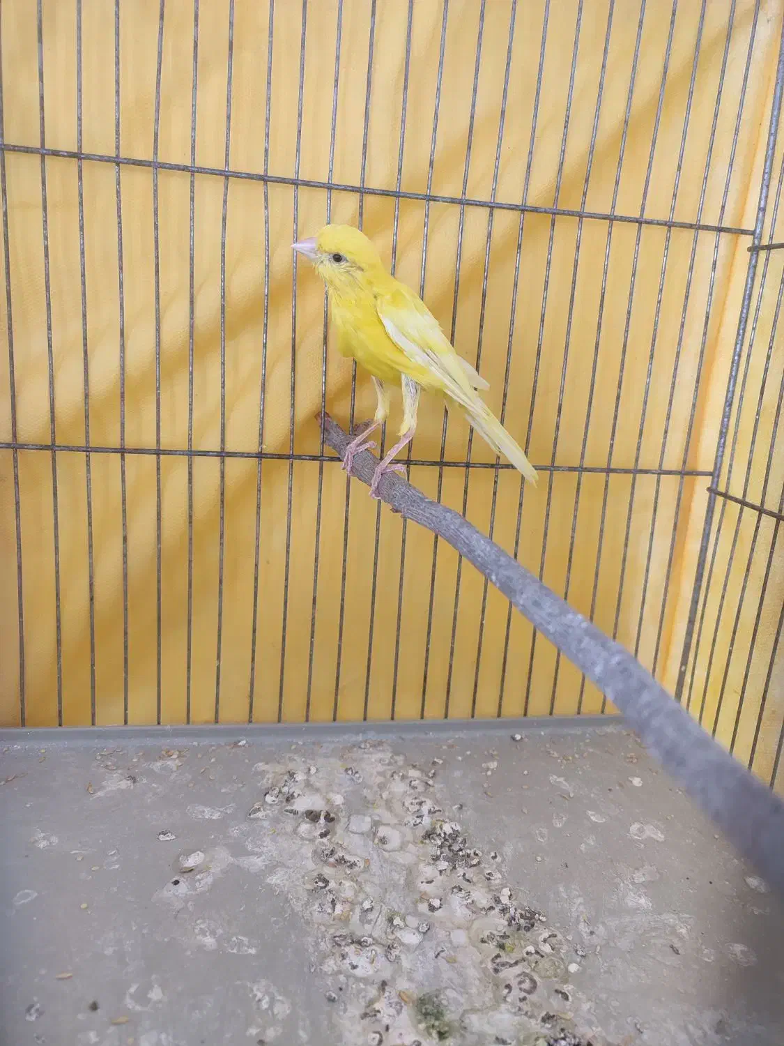 قناری نر|پرنده|ملایر, |دیوار