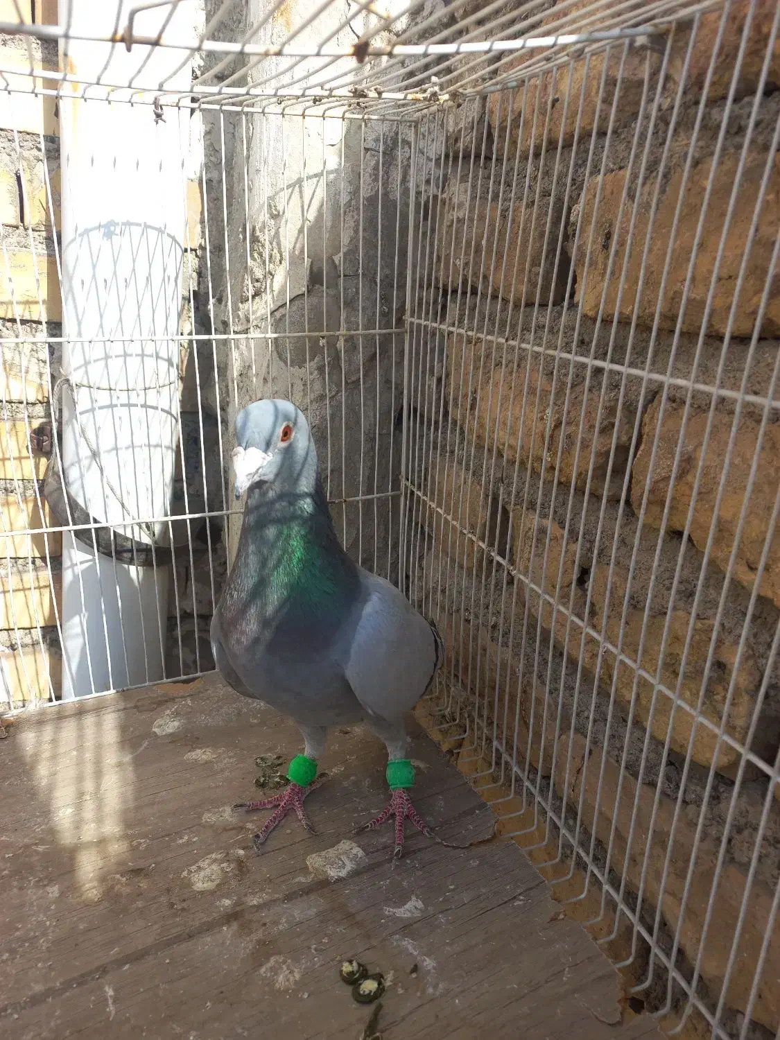 سبز|پرنده|رضویه, |دیوار