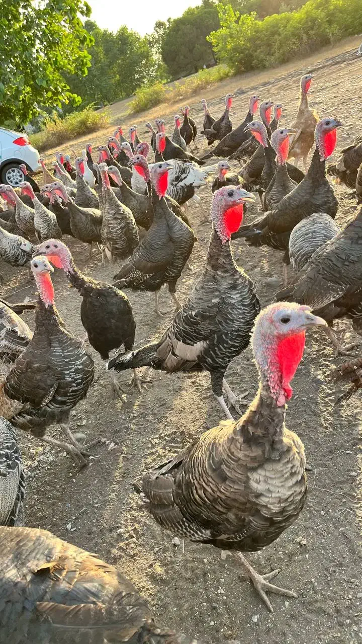 تخم بوقلمون نطفه دار تازه(۸۵ درصد تضمین نطفه)|حیوانات مزرعه|لنگرود, |دیوار