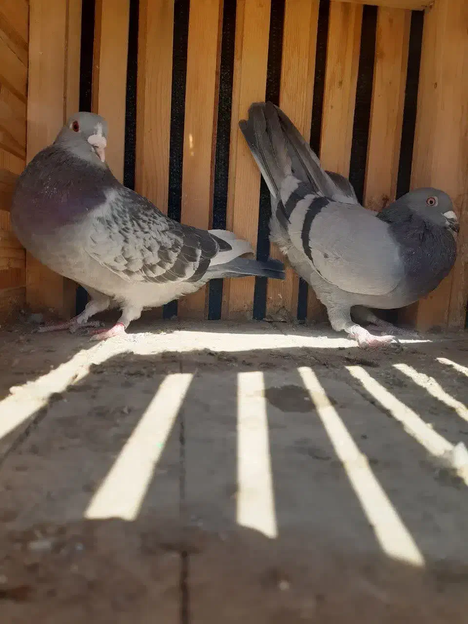 کفترپلاکی|پرنده|پیر بکران, |دیوار