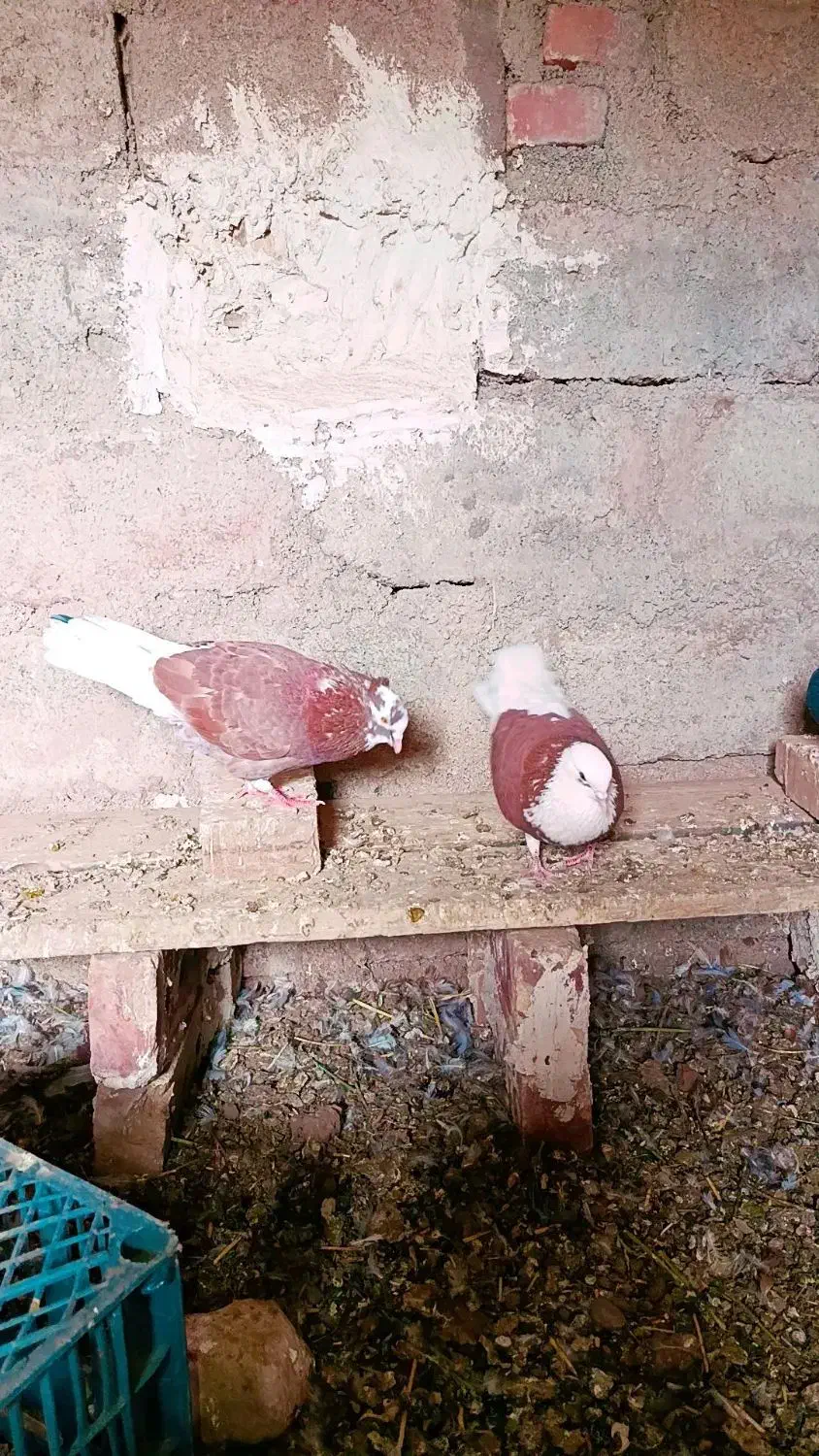 شازده|پرنده|خوی, |دیوار