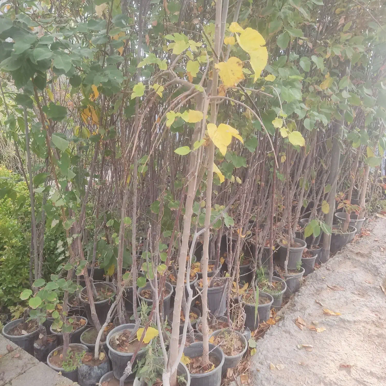 نهال فروشی مرتضی امینی|خدمات باغبانی و درختکاری|فلاورجان, |دیوار