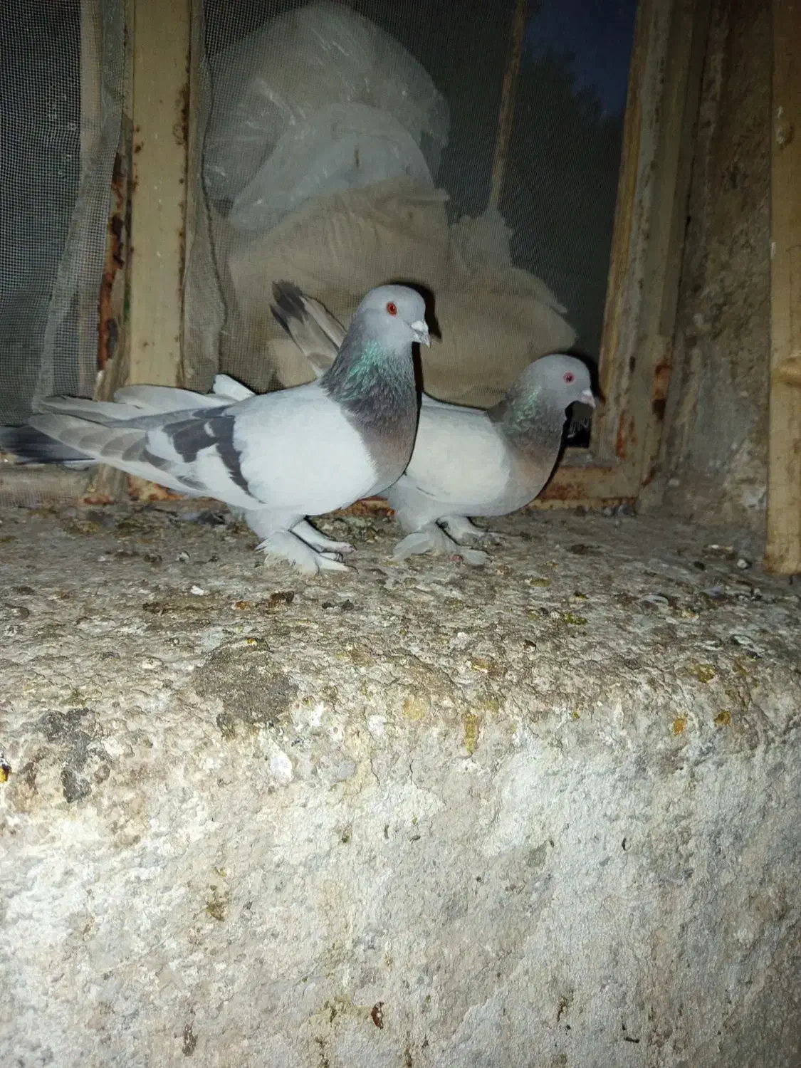 کفتر سوسنی بهبهانی|پرنده|شیراز, محمدیه|دیوار