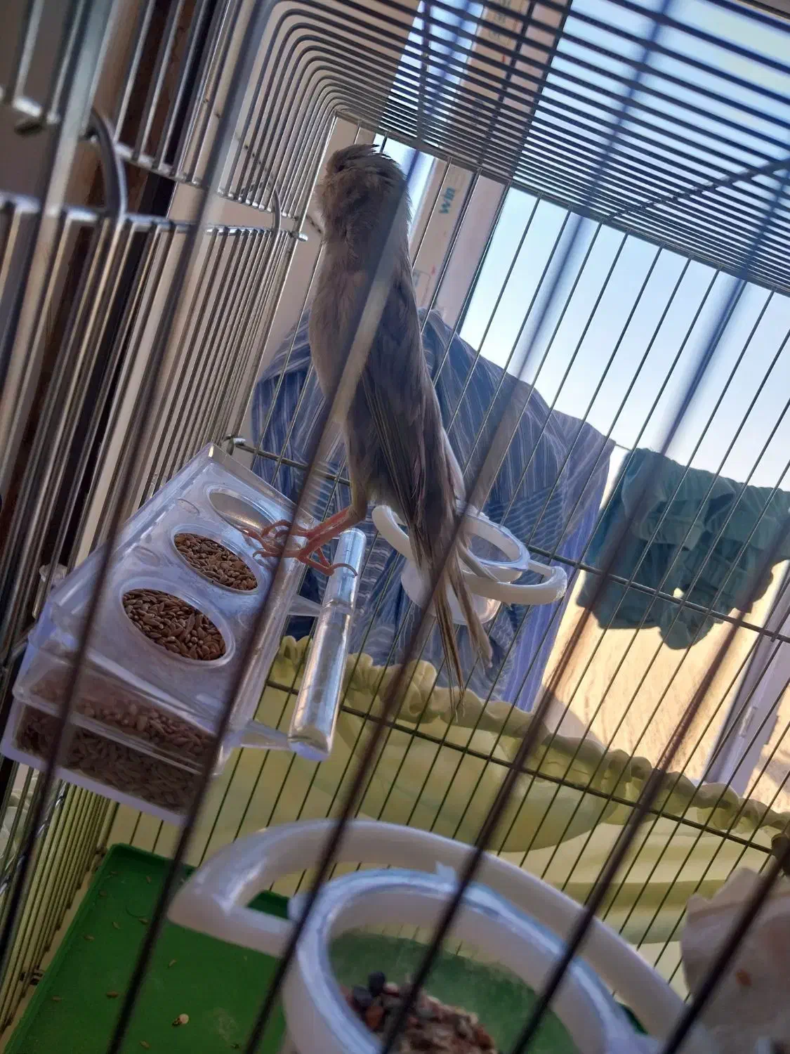 قناری نر رسمی بلند|پرنده|تکاب, |دیوار