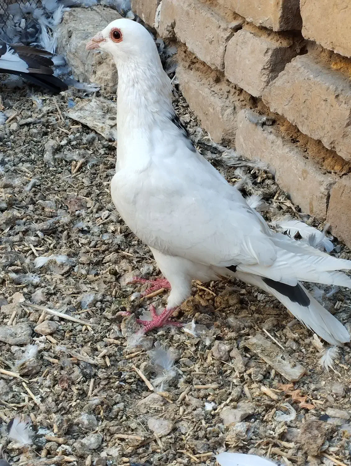 پلاکی بهبهونی|پرنده|مرودشت, بیست متری بیمارستان|دیوار