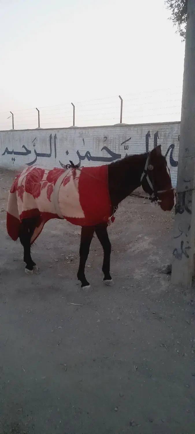 کره اسب|اسب و تجهیزات اسب‌سواری|مشهد, شهرک شهید باهنر|دیوار