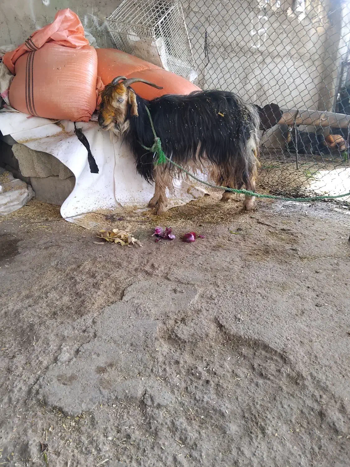 بز جوان|حیوانات مزرعه|شوشتر, |دیوار