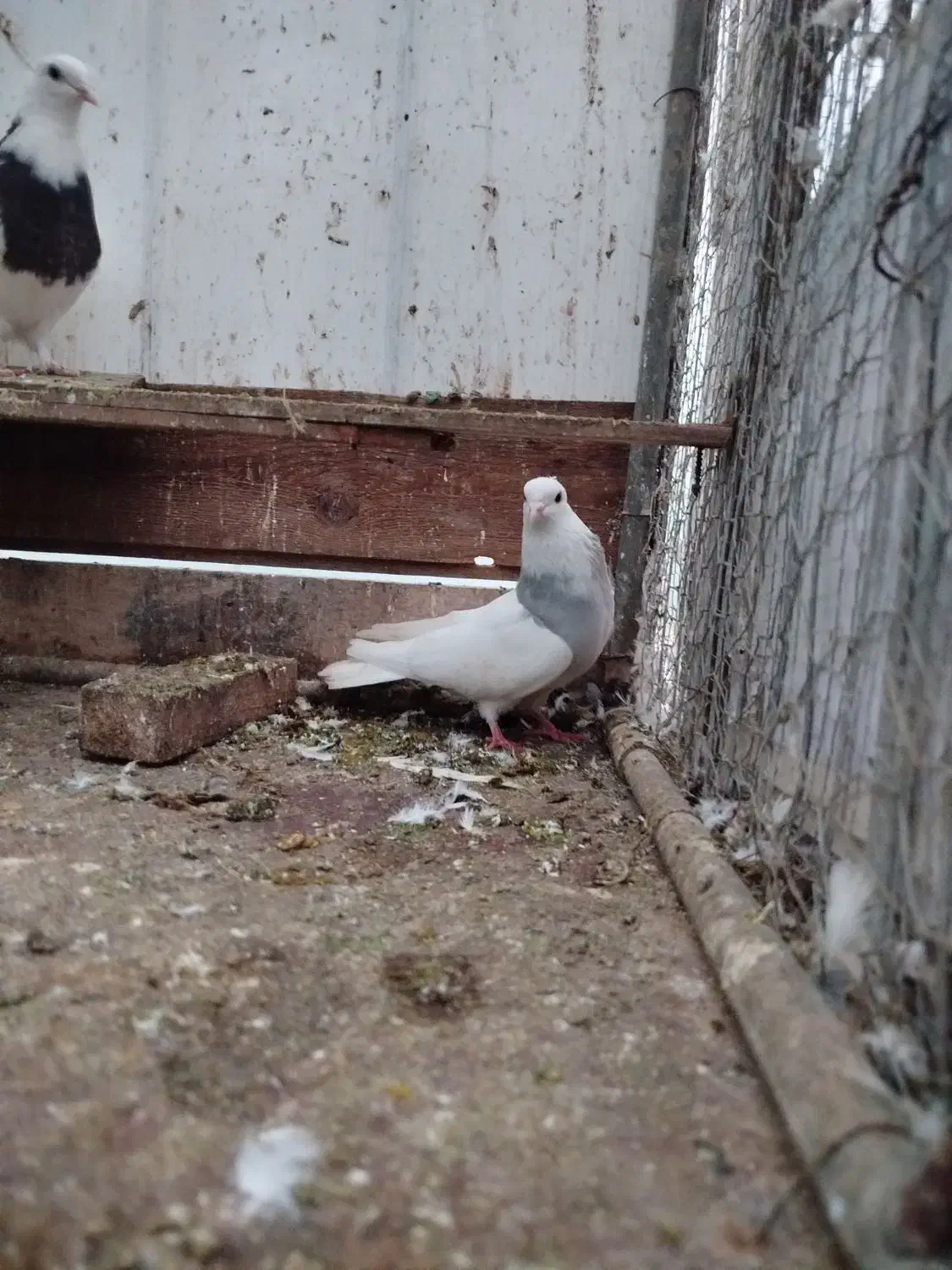 طوقی آبی . ماده|پرنده|خرم‌آباد (تنکابن), |دیوار