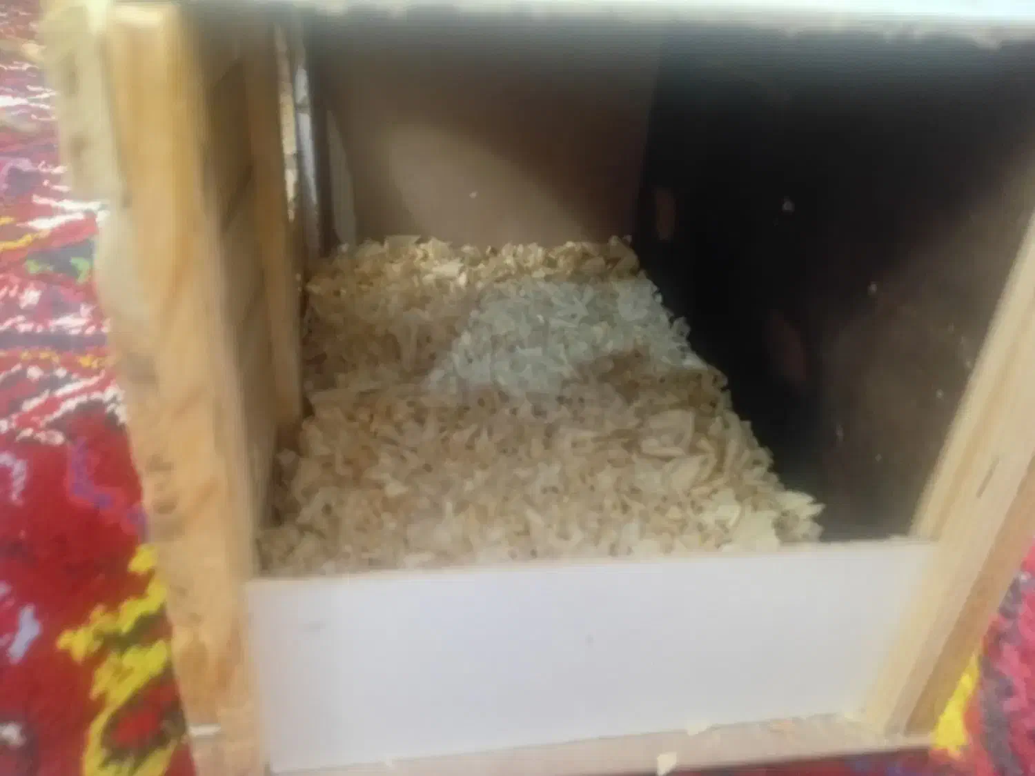 لانه پرنده|لوازم جانبی حیوانات|تبریز, |دیوار