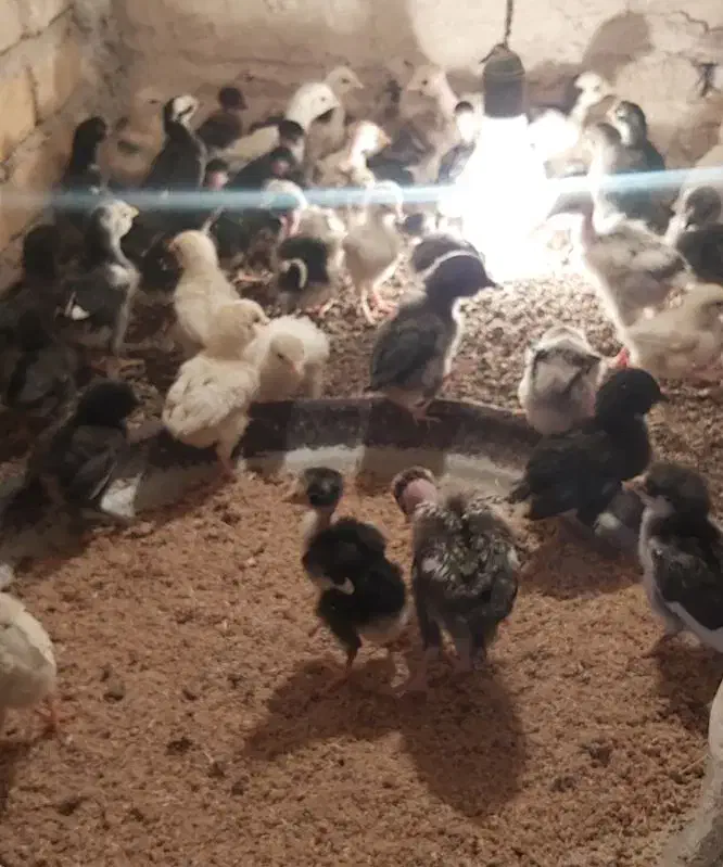 جوجه گلین|حیوانات مزرعه|یزد, |دیوار