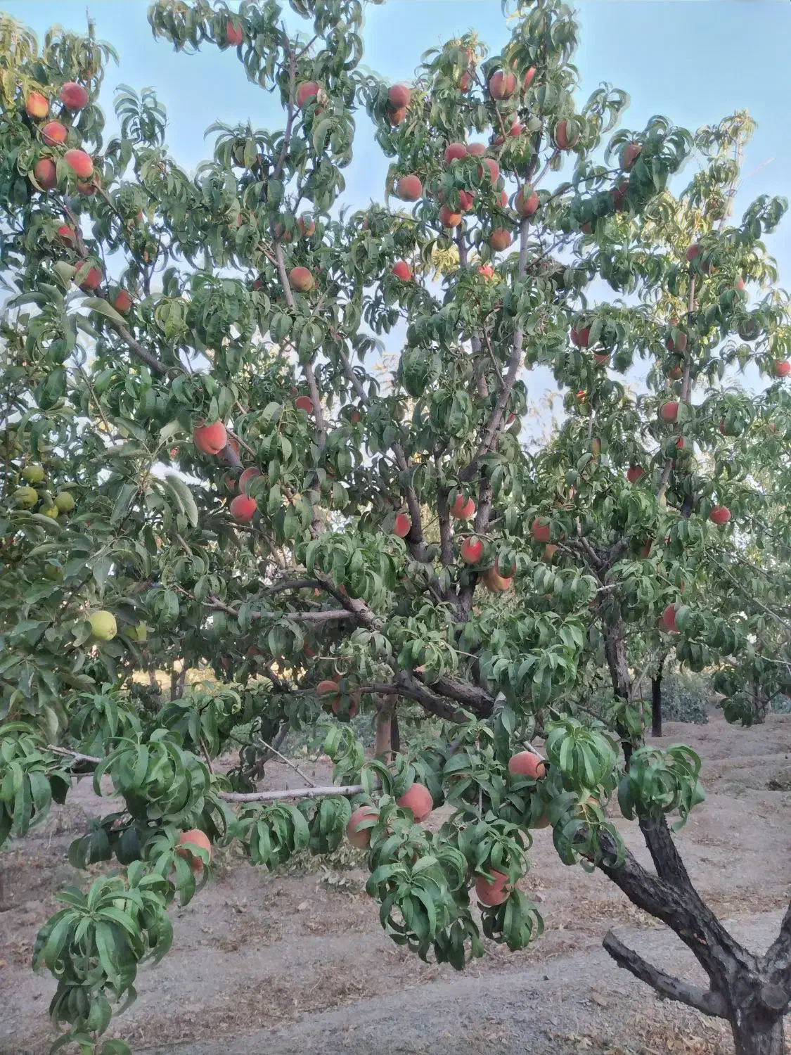 باغ|فروش زمین و ملک کلنگی|محلات, |دیوار