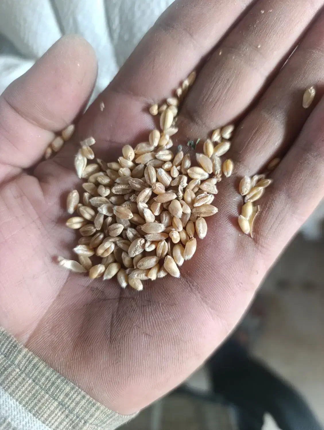 گندم پیشگام ابی|خوردنی و آشامیدنی|صالح آباد, |دیوار