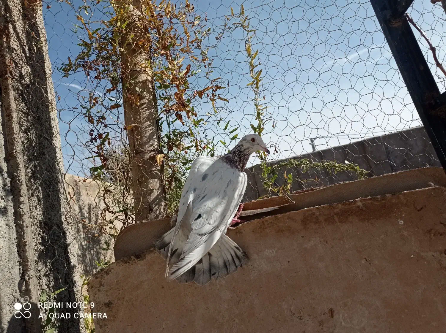 هفرنگ خطی|پرنده|قزوین, |دیوار