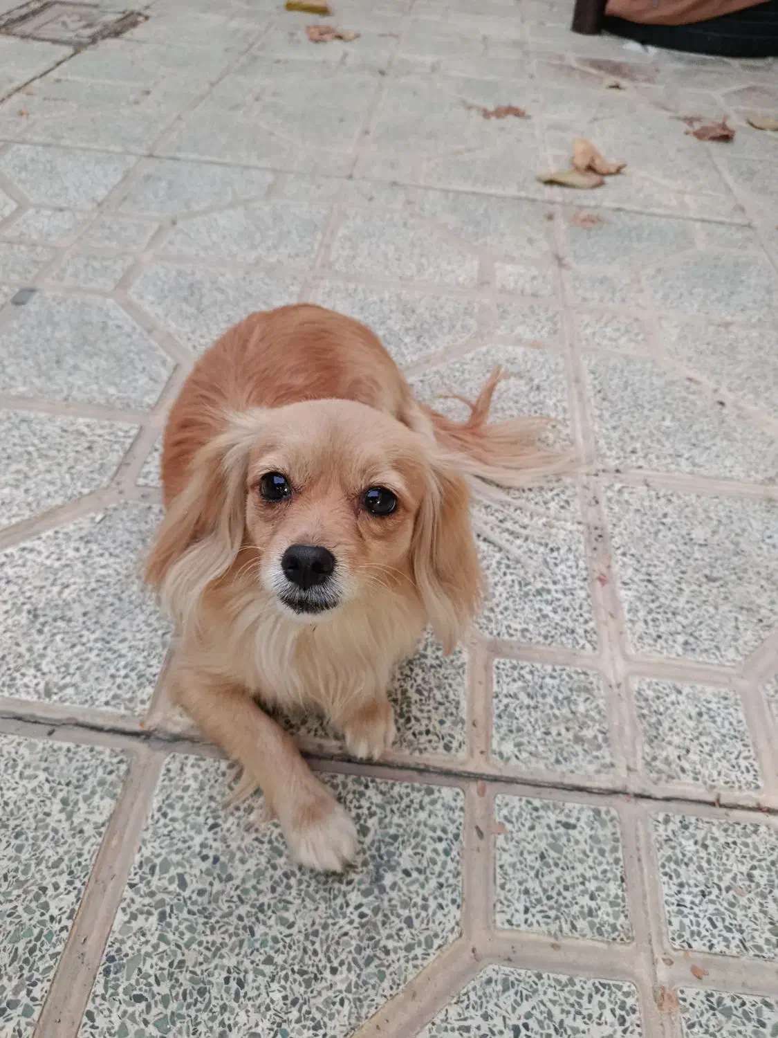 سگ پامر|سگ|مبارکه, |دیوار